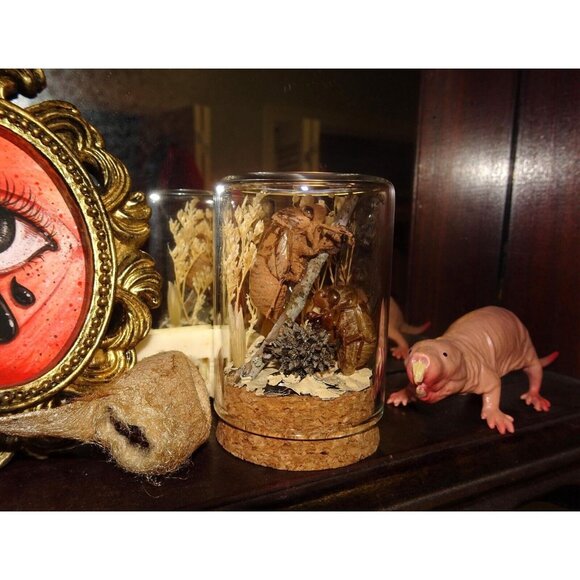 Two Cicada Skins Wing Sweetgum Ball lycan & Oddity Jar goth witchy taxidermy - Picture 5 of 13
